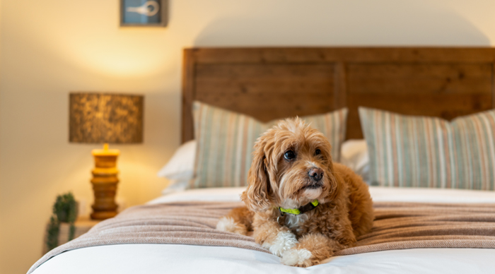 Echo Beach apartment 4 - Bedroom with dog